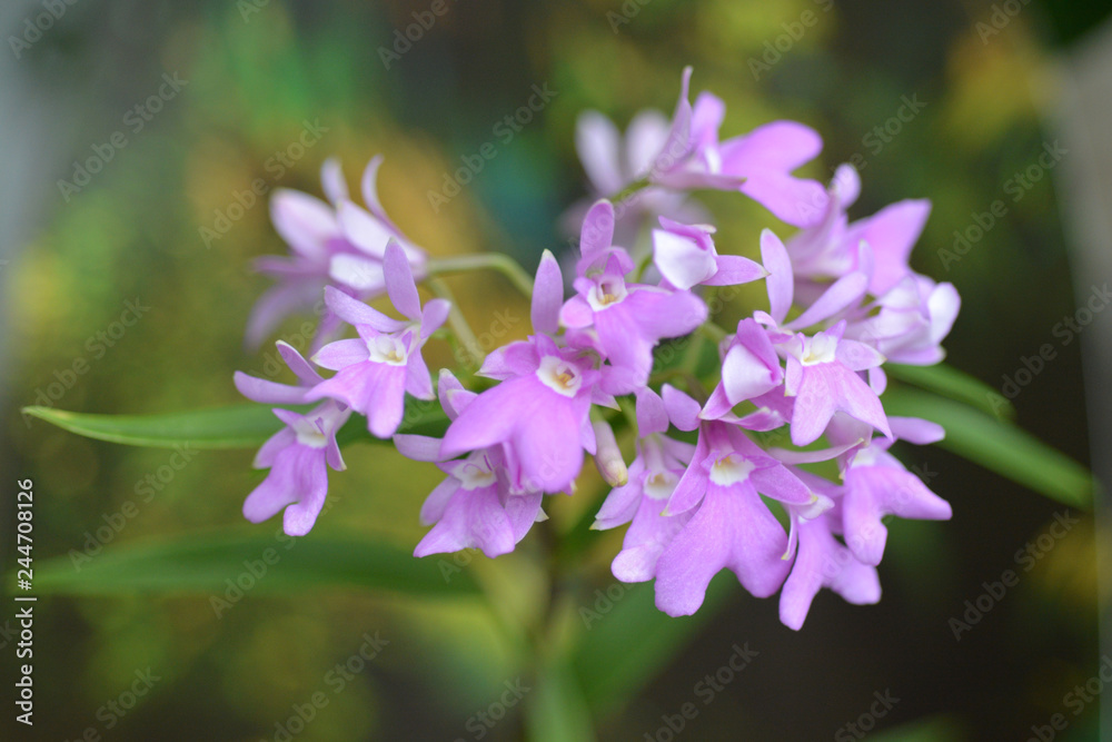 The Spur-Like Gland Epidendrum