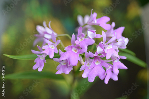 The Spur-Like Gland Epidendrum