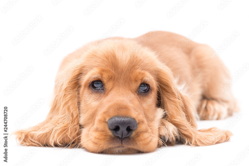 A golden cocker spaniel puppy photo shoot isolated on white background