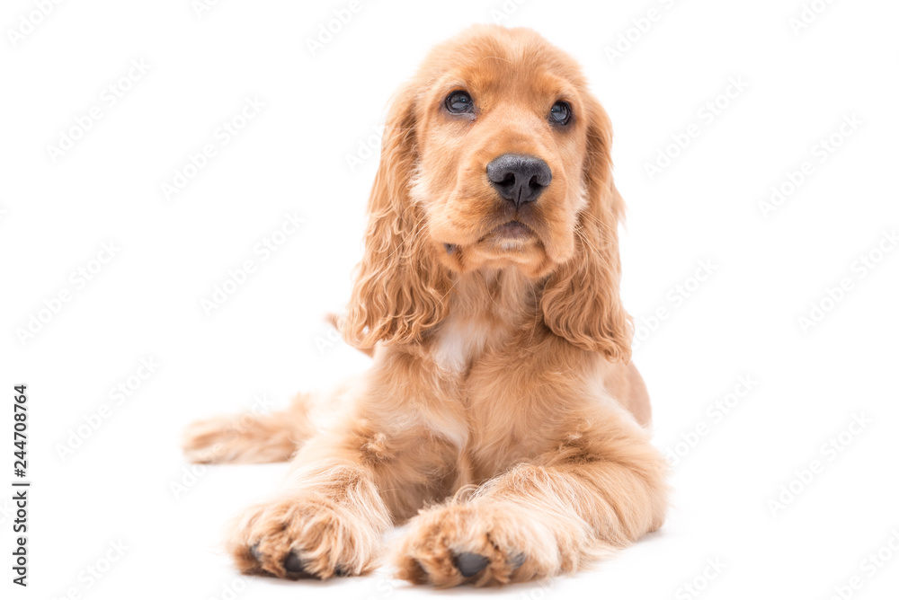 A golden cocker spaniel puppy photo shoot isolated on white background A golden cocker spaniel puppy photo shoot isolated on white background