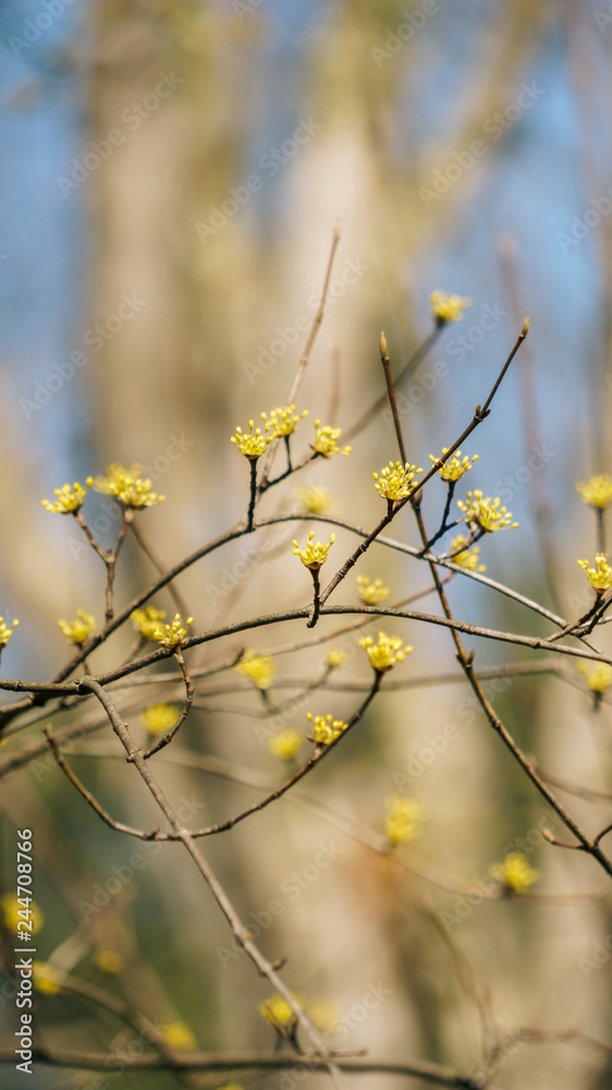 Small yellow flowers of Cornus officinalis, also known as Japanese cornel or Japanese cornelian cherry or Cornelian cherries. Small yellow flowers of Cornus officinalis, also known as Japanese cornel or Japanese cornelian cherry or Cornelian cherries.