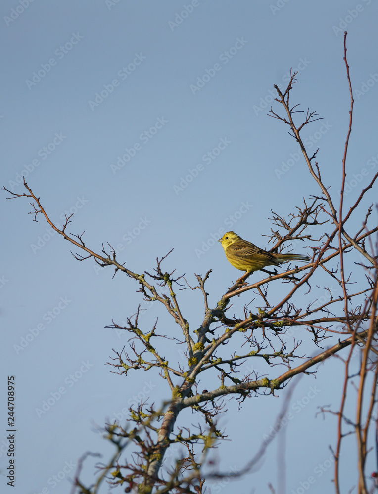 Single male yellowhammer (Emberiza citrinella) Single male yellowhammer (Emberiza citrinella)