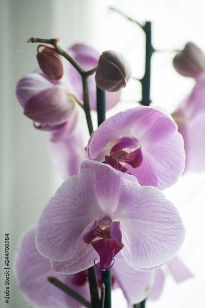 orchidea - obrazy, fototapety, plakaty 