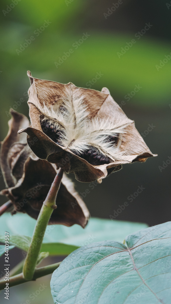 Obraz premium Fruits of Abroma augustum, which's name sometimes written Abroma augusta, Devil's cotton,