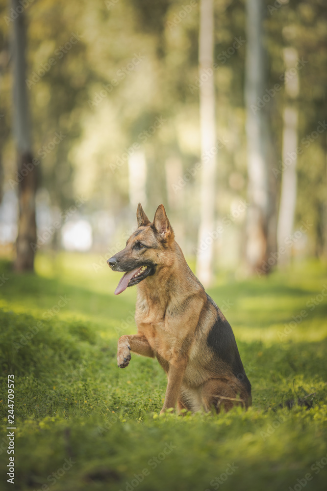 Naklejka premium dog portrait
