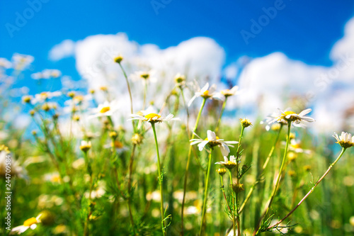 Chamomile flowers on fresh spring meadow on sunny day background.
