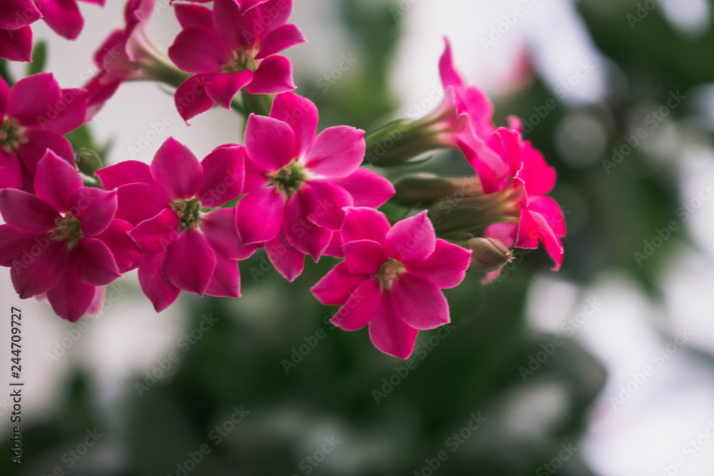 Beautiful red flowers a plants background nature Beautiful red flowers a plants background nature
