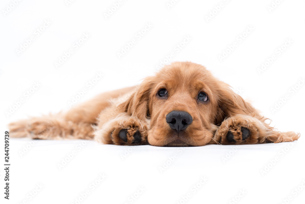 a puppy cocker spaniel photo shoot isolated on white background a puppy cocker spaniel photo shoot isolated on white background