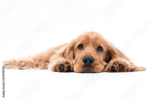 a puppy cocker spaniel photo shoot isolated on white background