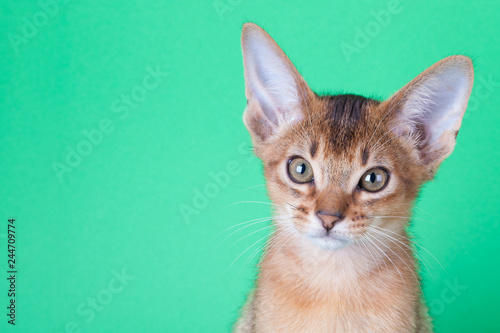 An little abyssinian ruddy cat, kitty
