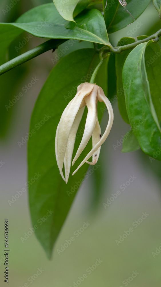 Obraz premium Desmos chinensis.The yellowish-green flowers are similar to the Ylang-ylang flowers, therefore this plant is sometimes known as dwarf ylang-ylang.