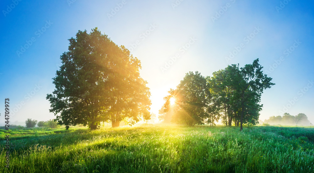 Spring landscape. Spring nature scene