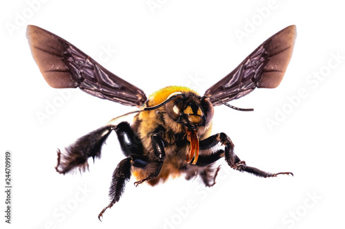 Photos of bee flying with white background  bee isolated  macro photography of bee in high resolution  dangerous bees.