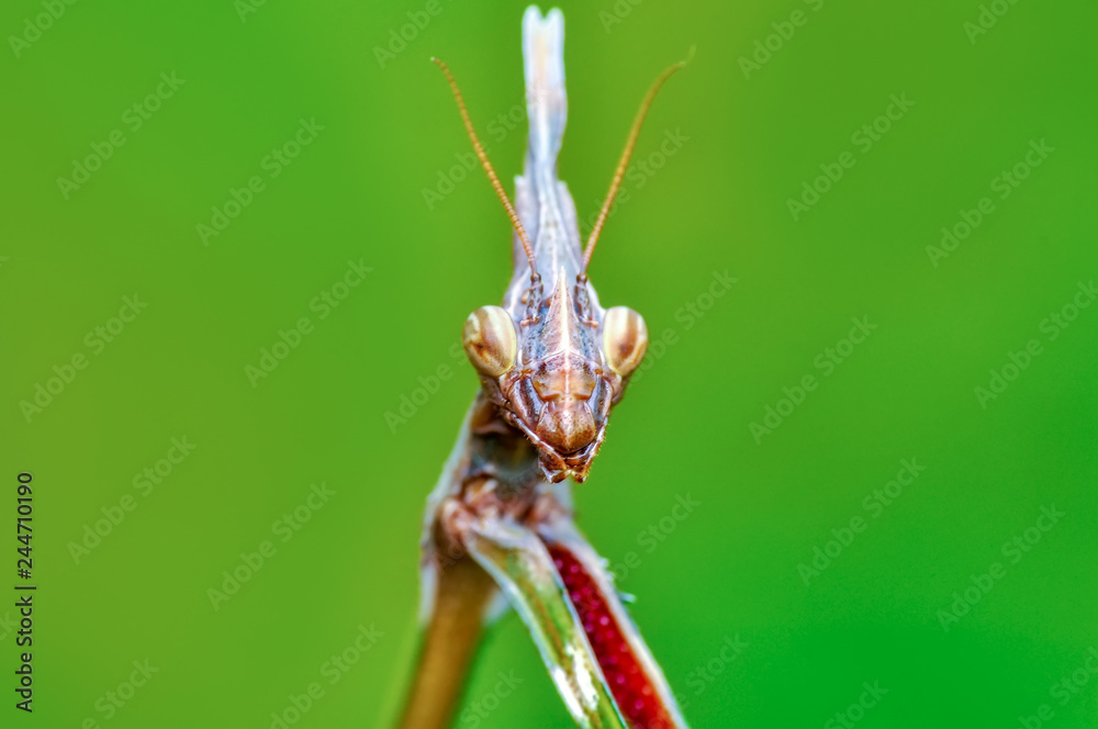 Close up of pair of Beautiful European mantis ( Mantis religiosa ) Close up of pair of Beautiful European mantis ( Mantis religiosa )