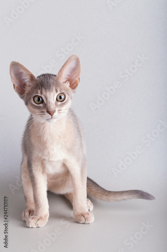 An little abyssinian blue cat, kitty