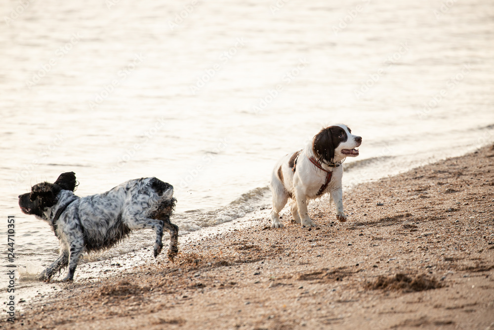 two dogs playing on the beach two dogs playing on the beach