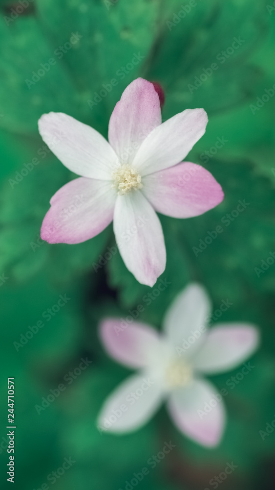 Obraz premium Beautiful wildflower named