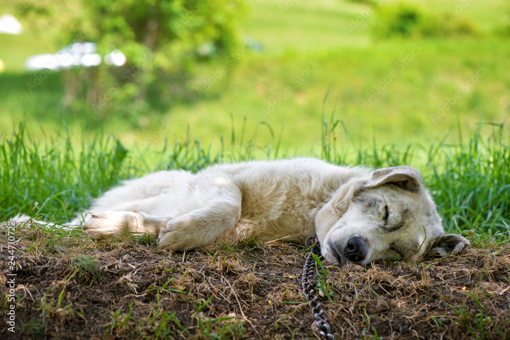 A lonesome dog is sleeping and tied to a chain next to an animal shelter in mountains. Dog is rescued from poor living conditions and is a symbol of animals rights. A lonesome dog is sleeping and tied to a chain next to an animal shelter in mountains. Dog is rescued from poor living conditions and is a symbol of animals rights.