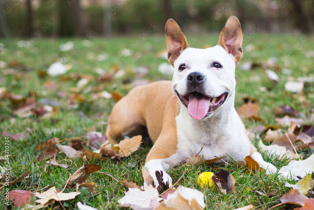 Happy Dog Portrait 