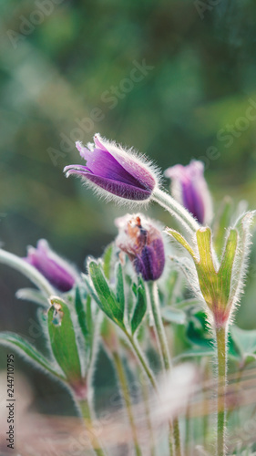 Pulsatilla chinensis has the name bái tóu wēng, a kind of chinese herb.