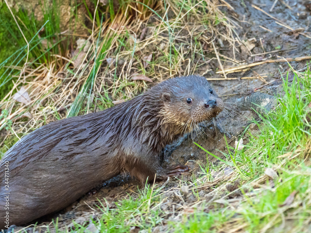 Young eurasian otter (Lutra lutra) cub Young eurasian otter (Lutra lutra) cub