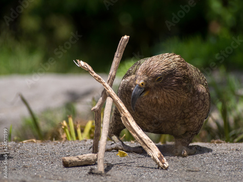 A curious and playful Kea investigating and playing with some wooden sticks photo