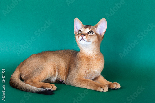 Canvas Print An little male  abyssinian ruddy cat, kitty