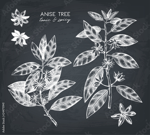 Botanical illustration of anisetree in flowers and leaves. Vector hand drawn sketch of badyan, star anise. Aromatic elements collection on chalkboard. 