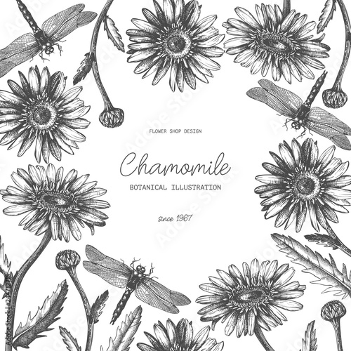 Vector frame with hand drawn chamomile flowers and dragonly sketches. Vintage card or invitation design. Botanical illustration of medicinal plant on white background.