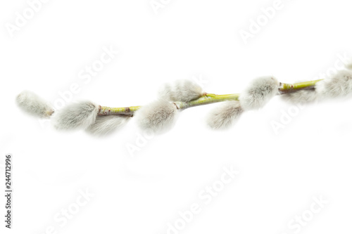 Branch of pussy willow isolated on white background