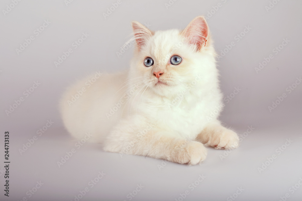 An red point  birman cat on a white background