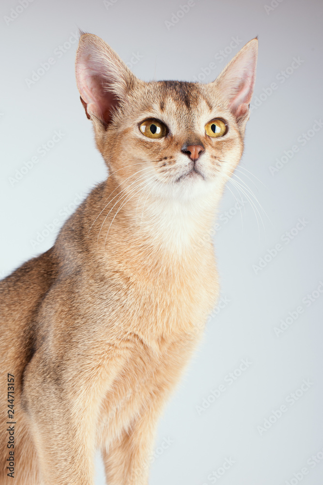 An abyssinian ruddy cat on a white background. An abyssinian ruddy cat on a white background.