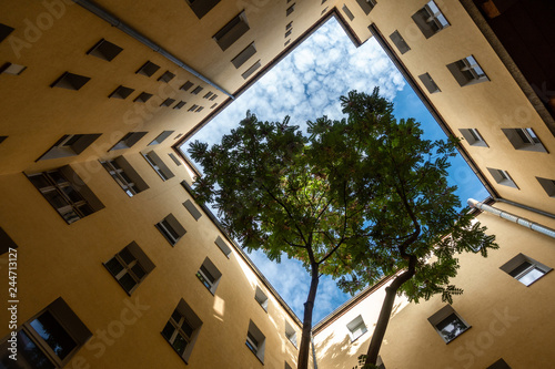 Photography Trees in a backyard