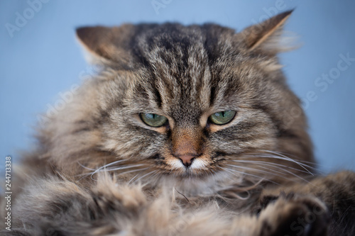 Angry fluffy cat  © 8H