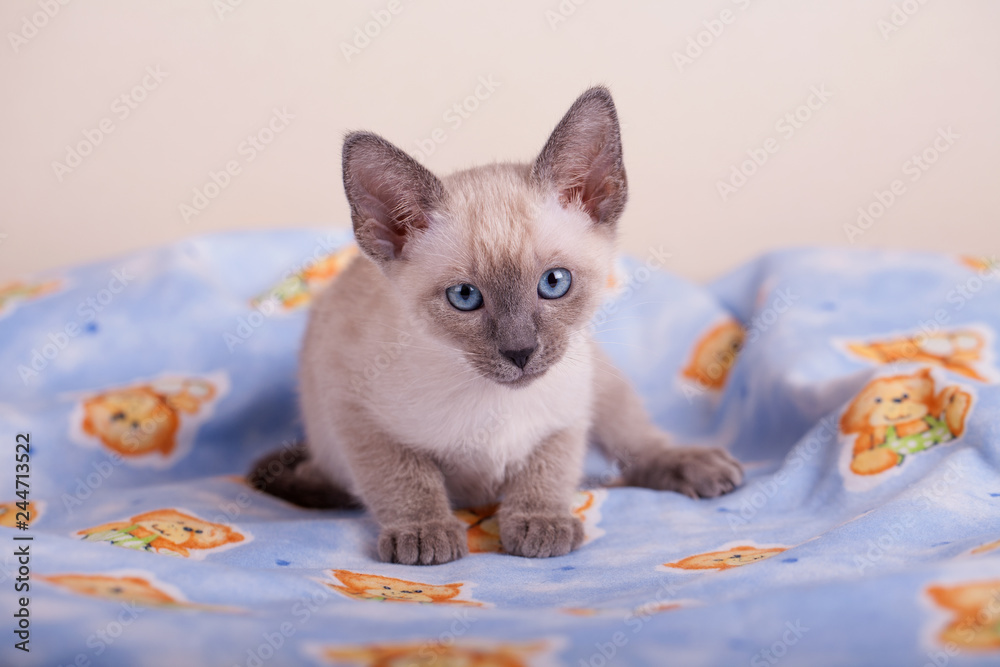 Obraz An siamese cat on a white background
