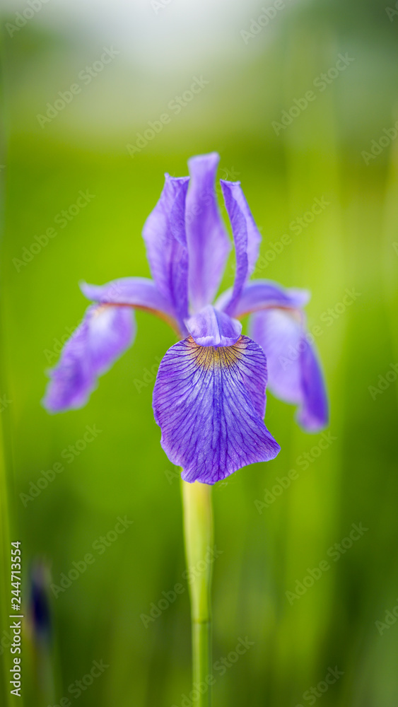 Colorful Iris in botanical garden.