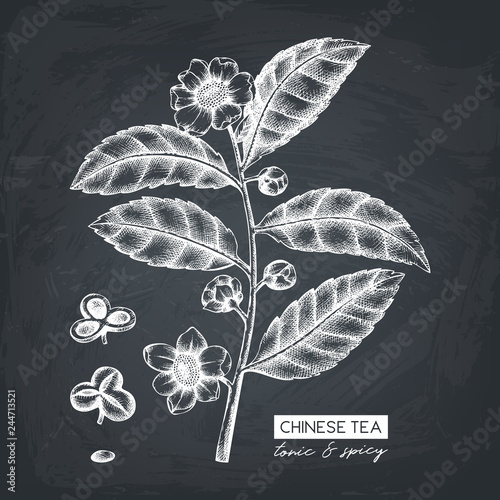 Botanical illustration of Camellia sinensis in flowers and leaves. Vector hand drawn sketch of Chinese tea plant. Aromatic elements collection