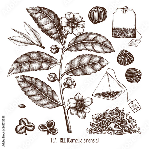 Vector collection of hand drawn Chinese tea plant illustration. Decorative inking background with Camellia sinensis in flowers and leaves. Tonic  elements set.