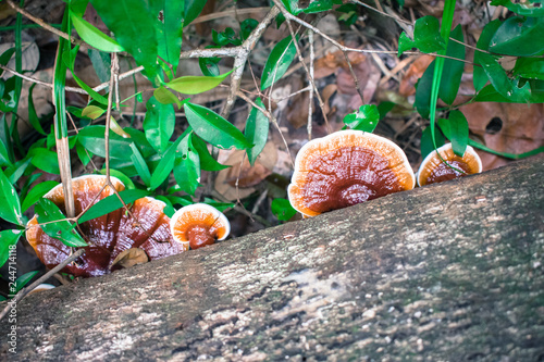 Ganoderma mushroom on a dead tree trunk on Itamaraca Island - Pernambuco, Brazil