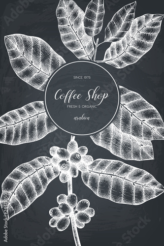 Botanical illustration of Arabica with fruits. Vector hand drawn coffee plant sketch. Vintage coffee packaging  design template. 