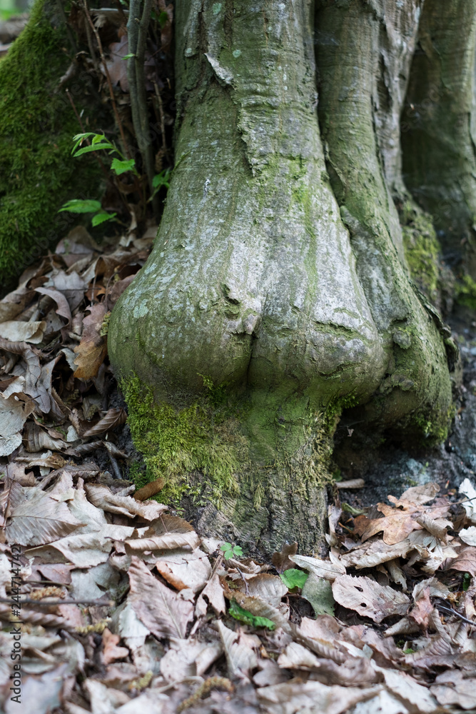 Fototapeta premium A tree trunk looking like a womans body