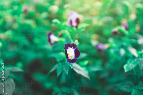 Bluewing is a flowering annaul plant, known as Wishbone flower or Torenia, violet and purple petals blooming on green leaves photo