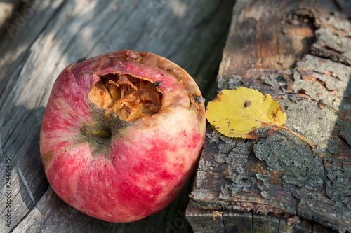 Canvas-taulu Rotten apple lies on the wood