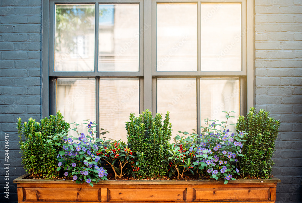 Fototapeta premium Beautiful windows with flowers on a black facade house