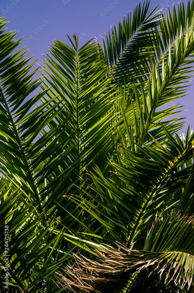 green branch of a palm tree green branch of a palm tree