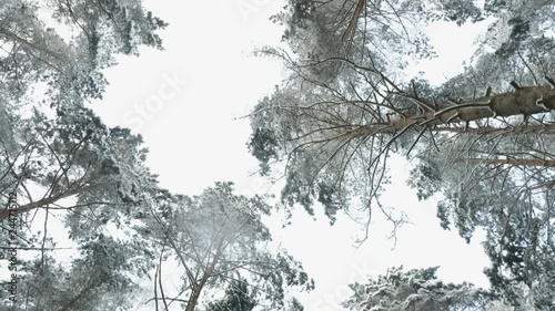 Top of trees in the winter forest. Flying between trees photo