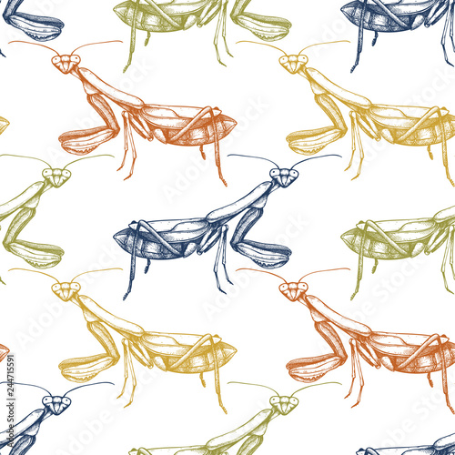 Hand drawn mantis sketch.Vintage style summer background. Seamless pattern with insect drawing. Vector illustration.