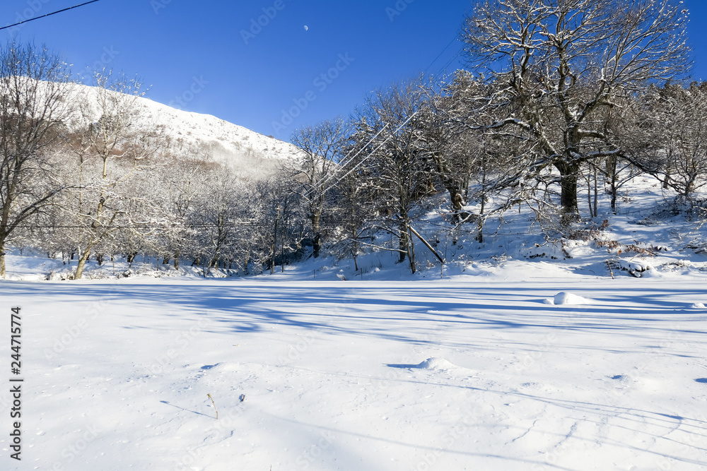 Obraz premium White trees covered with snow