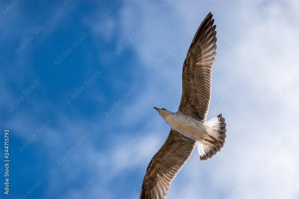 Obraz premium Gaivota em voo