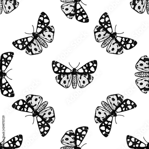 Cream-spot tiger moth illustration. High detailed illustration of butterfly. Vintage insect background. Wildlife seamless pattern.